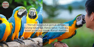 0 ratings0% found this document useful (0 votes). Gara Gara Carutkan Pengunjung 5 Burung Kakaktua Terpaksa Kena Pisah Sangkar Kisah Dunia