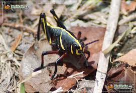 We did not find results for: Southeastern Lubber Grasshopper Romalea Microptera