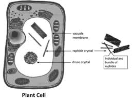 Maybe you would like to learn more about one of these? What Are Raphides And Where They Are Found Class 11 Biology Cbse