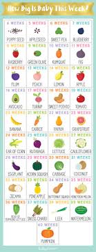 21 Weeks Pregnant Fruit Chart Www Bedowntowndaytona Com