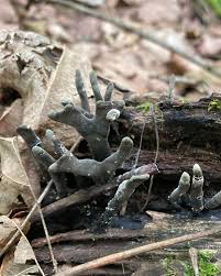 Image result for Xylaria polymorpha