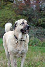 kangal dog kangal dog anatolian shepherd dog large dog breeds