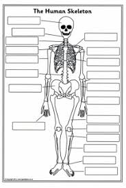 A flexible but inelastic cord of strong fibrous collagen tissue attaching a muscle to a bone. 34 Skeletal System Label Quiz Labels For Your Ideas