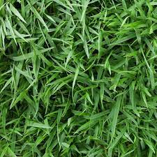 Harmony 500 Sq Ft Centipede Sod 1 Pallet Hh500c1 The Home Depot Zoysia Sod Grass Plugs Grass Seed For Shade