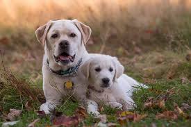 This precious akc golden retriever puppy is looking for their furever family!! Engaging Tails English Labrador Golden Retriever Puppy Daily Dog Tag