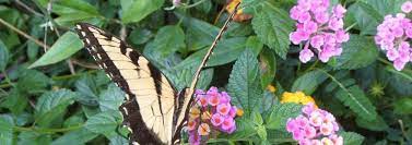Lantana Lantana Camara Mixed Hybrids Noids