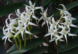 Image result for Cyrtorchis arcuata