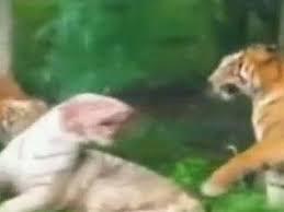 Find & download free graphic resources for royal logo. Rare White Tiger Mauled To Death By Bengal Tigers After Zoo Mistake The Independent The Independent