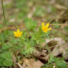 Image result for Ranunculus hispidus