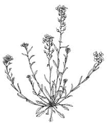 Image result for Brassicaceae