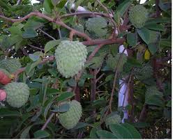 We did not find results for: Cherimoya Fruit Tree Or Annona Cherimola Fruit Jpg Fruit Trees Cherimoya Fruit