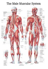 The Male Muscular System Anatomical Chart