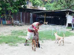 They have been in this neighbourhood for months. Animal Ngos In Kl Malaysia Independent Animal Rescue Miar