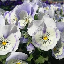 Image result for Viola x wittrockiana `Hiemalis`