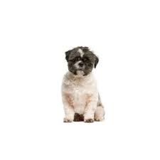 I not only raise my puppies with lots of love and tender care in my home, but i also start them off with all of the basic training to be very social and well behaved puppies when they. Malti Shi Puppies Petland Iowa City