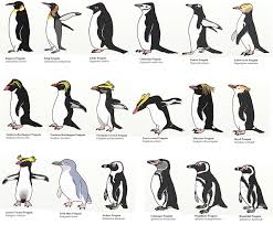 Information On Antarctica Animal Life In Antarctica Penguin Species Kinds Of Penguins Penguins