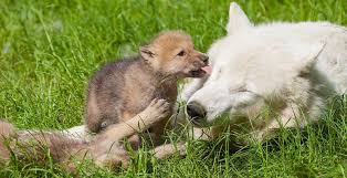 1600x1000 baby wolves howling wallpaper white wolf wallpaper. Arctic Wolf Pups Born At Knuthenborg Safaripark Zooborns