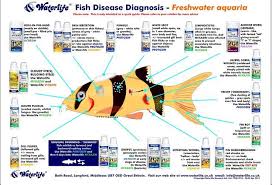 Fish Aquariums Treatments Google Search In 2020 Freshwater Aquarium Fish Aquarium Fish Freshwater Aquarium