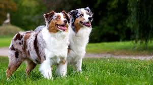 How Long Does It Take For An Australian Shepherd To Grow Its Coat In? -  Quora