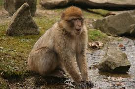 Image result for monkey