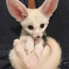 Fennec Fox As A Pet: The Complete Owner'S Guide.: Fennec Fox Facts,  Habitat, Care, Price, Breeders, Training, Laws, Diet, Cost, Health, All  Covered! : Mahler, Julie: Amazon.Ca: Books