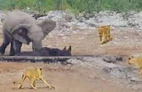 VIDEO: Elephant tries saving stuck rhino from hungry lions
