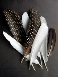 Birds Of The Same Feather Are The Same Birds Feather Brown White Dots Feather Art Feather Bird Feathers