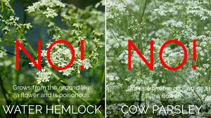 How to use elder flowers. Spotting And Picking Elderflowers The Greedy Vegan