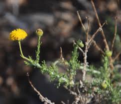 Image result for Pentzia incana