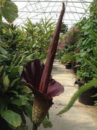Amorphophallus Konjac This Was The Flower It Made Last Year Fly Pollinated So Smells Like Rotten Meat To Attract The Plants Garden Design Large Flowers