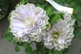 オザキフラワーパーク