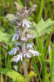 Image result for Keetia gueinzii