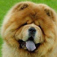 pin on kopek dog