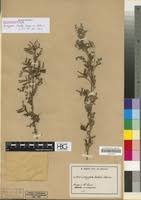 Image result for Indigofera zenkeri