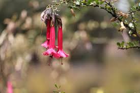 Image result for Cantua