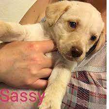 I was born around halloween 10/31/18. Puppies For Adoption Az The Y Guide