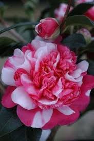 Pin On Beatiful And Clourful Flowers