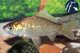 Goldfische sind langlebig, robust und gefräßig. Die Karausche Carassius Carassius Aqualog De