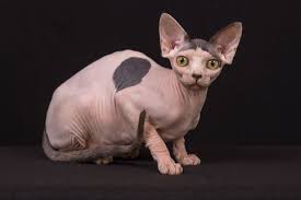 The sphynx cat lacks the insulating fur of other cat breeds, and therefore loses body heat more easily. Katteycasa Sphynx Cattery Northern Minnesota S Sphynx Cattery