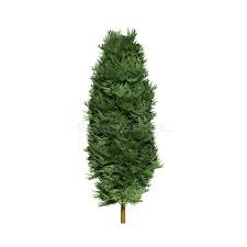 Image result for Cupressaceae