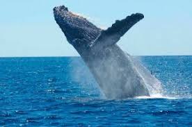 Atractivos Turísticos Montañita - Guía Turística Ecuador