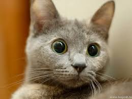 Cats Cats Shared Funny Cats Videos Komik Kedi Videolari S Photo Funny Cat Faces Funny Cat Wallpaper Funny Cat Pictures