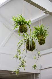 Clean infested plants with a cloth or sponge dipped in soapy water. Spider Plant Airplane Plant Care Growing Guide