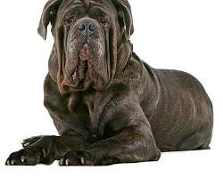 Immagine di Neapolitan Mastiff dog breed