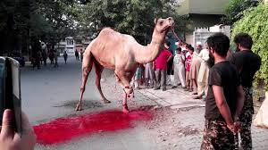Danger camel qurbani 2018 anari qasai in pakistan. Dangerous Camel Qurbani By Noman Shahid