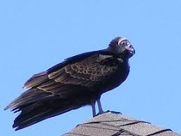 Black And White Spotted Bird Ontario Possible Black Vulture In Brampton This Large Bird Was On A Rooftop In Brampton Ontario I M Not Sure If It Was A Turkey Vulture Bird Brampton Bald Eagle