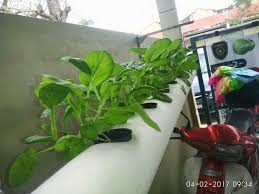 Hidroponik adalah teknik menanam sayuran tertentu dengan menggunakan media air tanpa tanah, yang bisa dilakukan oleh semua orang bahkan ibu rumah tangga. Berkebun Sebagai Hobi Hidroponik Mudah