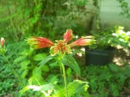 Image result for Alstroemeria pulchella