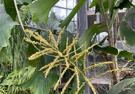 Image result for Aiphanes horrida