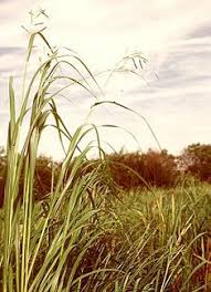 Spartina Pectinata 250 Seeds Ornamental Grasses Grass Seed Prairie Planting